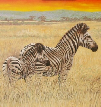 African Zebras roaming the savanna