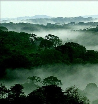 Congo-Rainforest.jpg