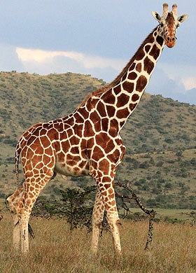 Image result for giraffes