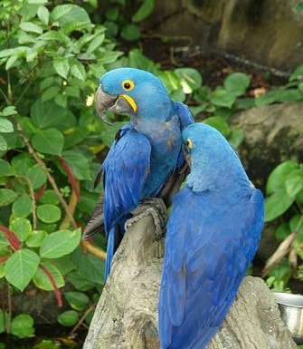 African Rainforest Birds